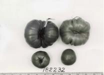 Click for 1 image(s) for this accession. FRUIT